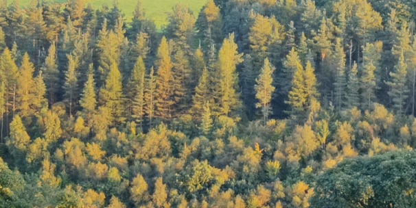 conifer and broadleaf forest