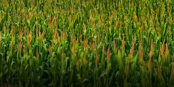 a field of corn stalks with a lone bird in the background