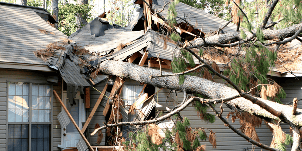 Emergency Tree Service