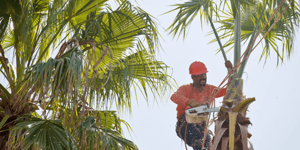 Palm Tree Service