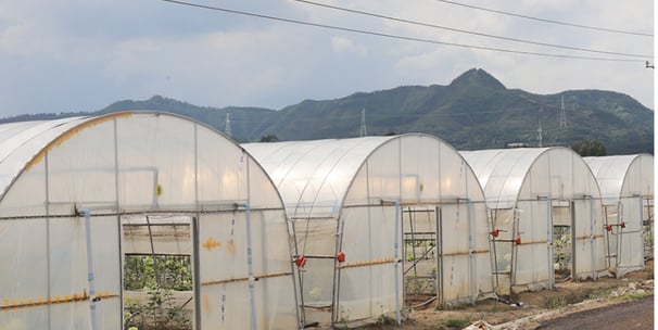 Preserved Flower Factory