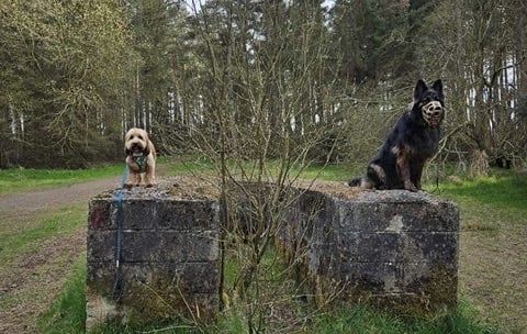 Rory & Bruce on an Adventure walk