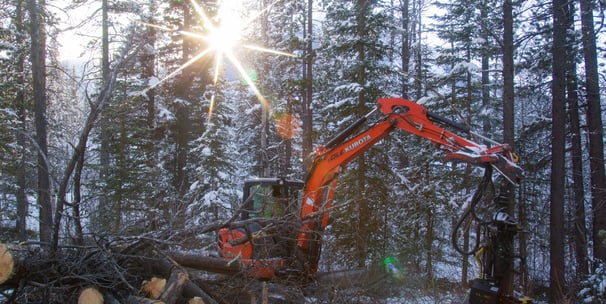Mechanical harvesting of trees for firesmart treatment. banff national park