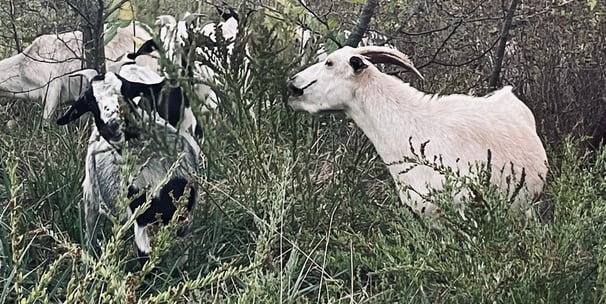 goats eating noxious weed