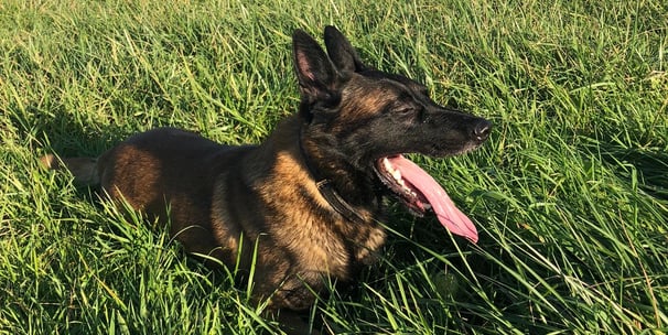 Cours d'éducation canine Tournevlle