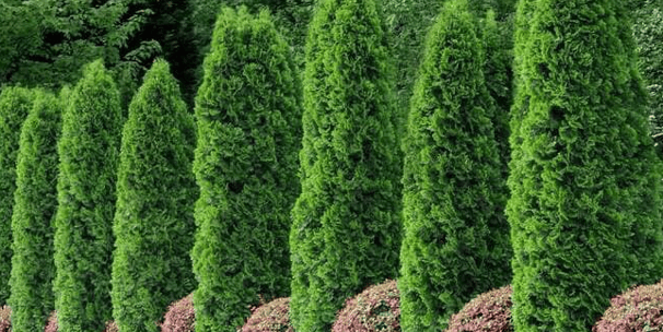 Tropical Gardens Nursery