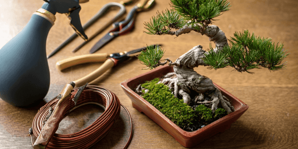 bonsai tree and bonsai tools