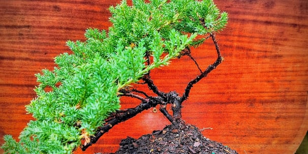 1 Juniper bonsai tree in front of wood grain