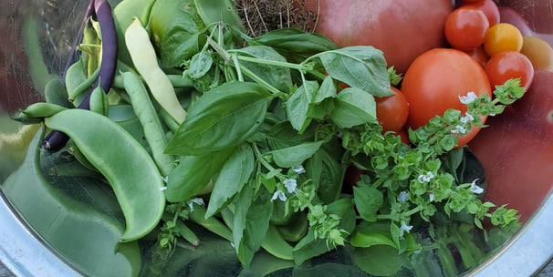 Photo of a metal bowl containing freshly picked basil, tomatoes, a few beans and snow peas, and dried dill heads