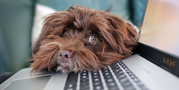 Dog on laptop at home office