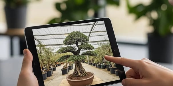 Asesoramiento personalizado para proyectos de paisajismo con olivos ejemplares en Madrid.