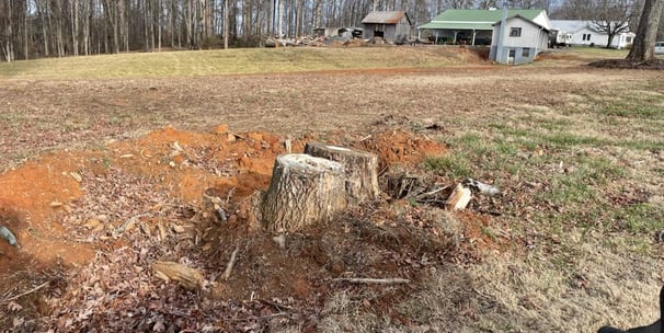 A (double) stump before actual grinding.