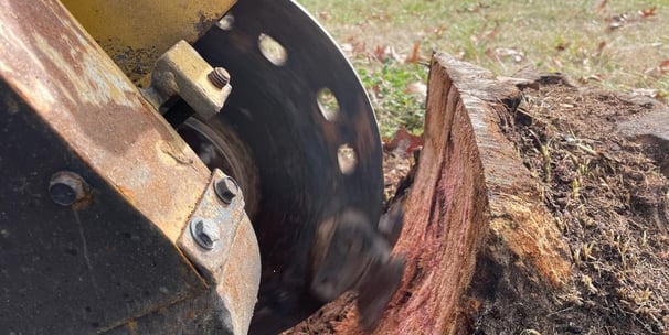 Mid-way through a cherry tree stump.