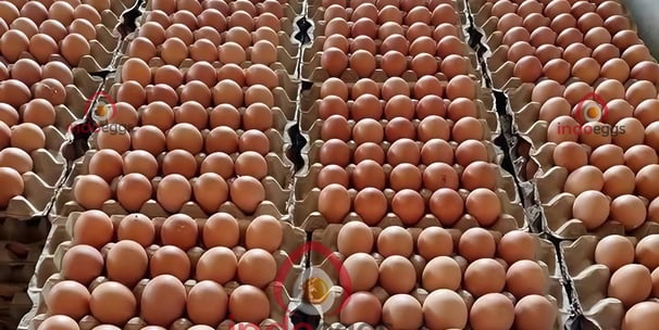 fresh table eggs for world egg market