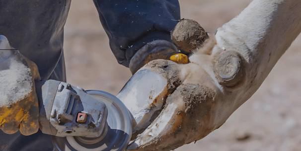 Worker performing hoof trimming using hoof care tools