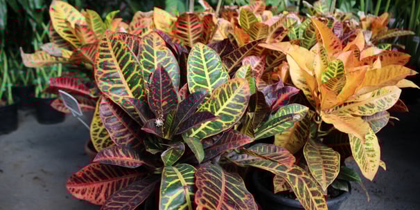 a potted plant with colorful leaves and flowers