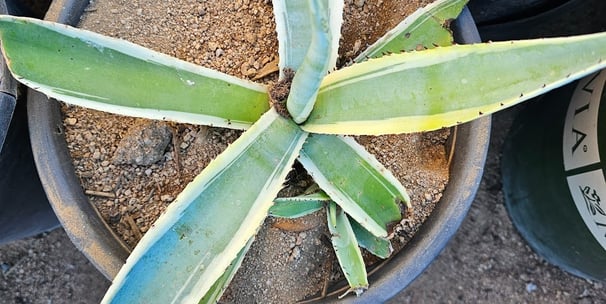 Young agave plant grown by Steve Sanchez