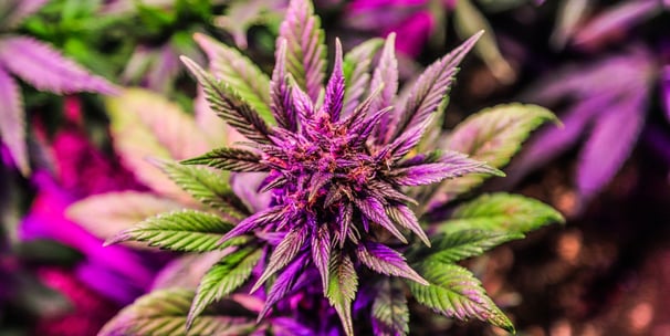 red/green cannabis flower