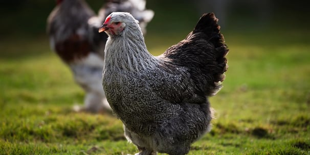 Brahma hen