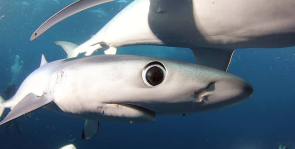 œil requin peau bleue