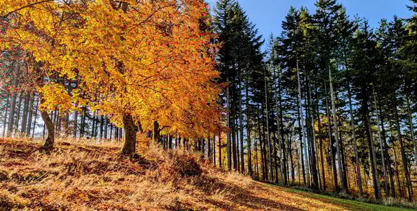 Fauleberg im Herbst