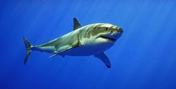 requin blanc