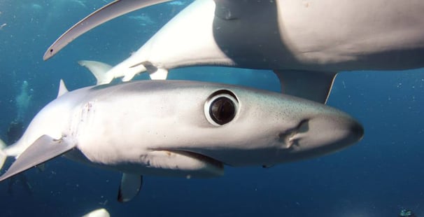 œil requin peau bleue