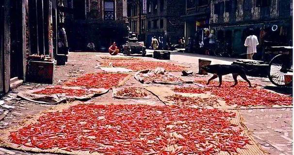 Chilli drying - Nepal tour package