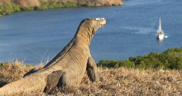 Taman Nasional Komodo_banner