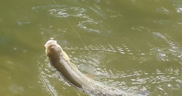 pêche à la nymphe