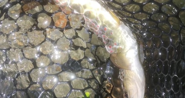 pêche à la mouche