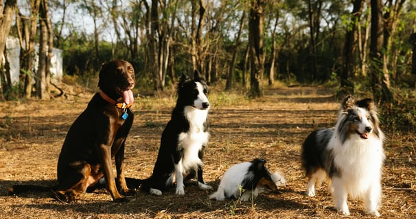 Groupe de chien en balade collective et en session d'éducation collective avec un éducateur canin
