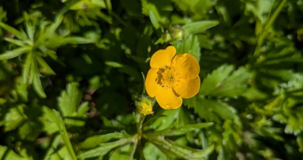 Fleur Bouton d'Or