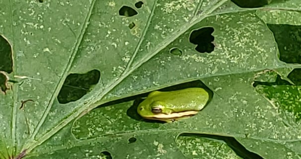 Photo of a green tree frog resting on a sweet potato leaf, framed by a hole created by insects