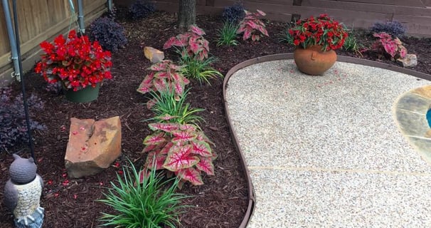 a flower bed with various colorful flowers 