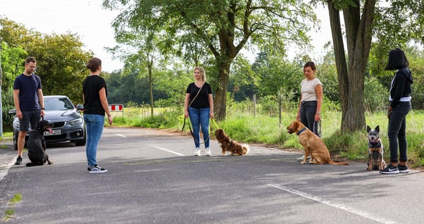 Gruppenfoto vom Hundegruppentraining Alltagshelden. 