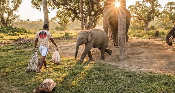 Elephant breeding centre Nepal - Nepal tour package