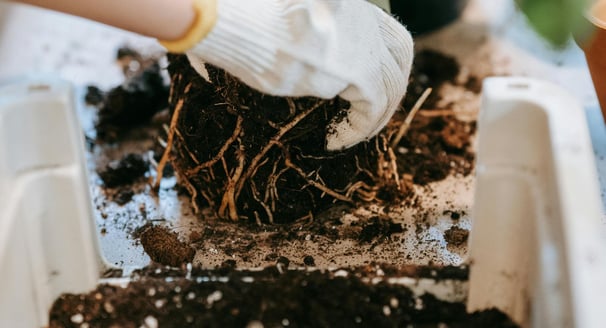 Aroid being repotted