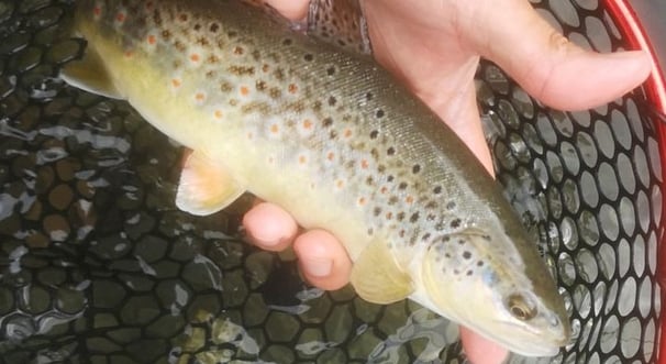 la mouche de pointe