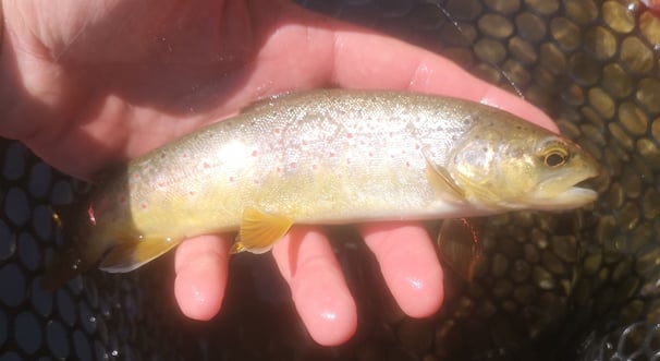 pêche à la mouche artificielle