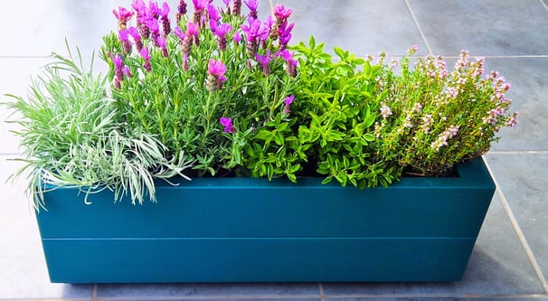 indoor planter for herbs cacti succulents made from quality wood painted in colour green