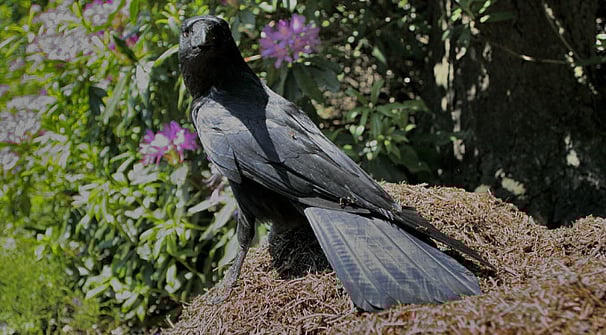 crow on ant