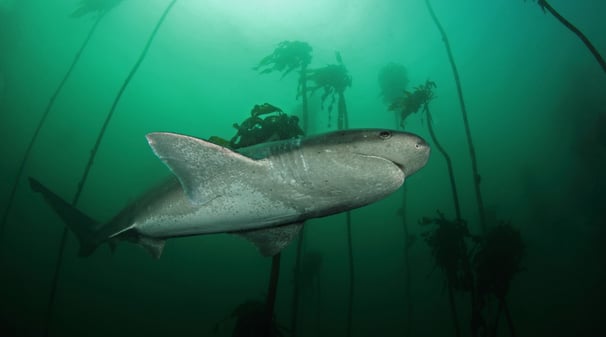 requin plat nez vue de dessous, dans une mer verte avec des grandes algues
