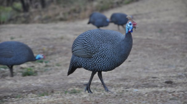 guineafowl at the Thendele Upper Camp, Drakensberg Amphitheatre, South Africa