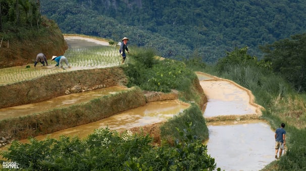Vietnamese locals working on rice fields