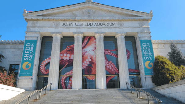 Best Family Attractions in Chicago: Shedd Aquarium