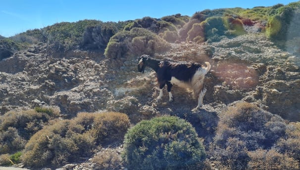 Kreta Ziege