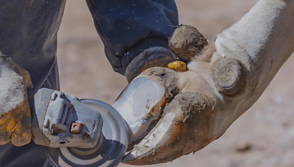 Worker performing hoof trimming using hoof care tools