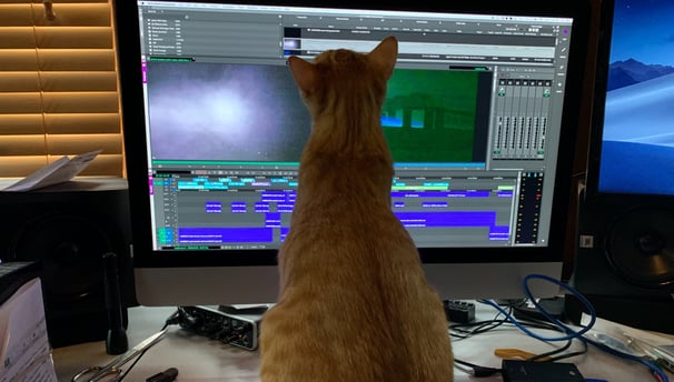 AVID editing with Cheddar the Cat