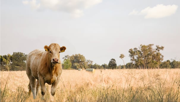 Cow in a pasture, featured on the labels of Weihs Livestock products